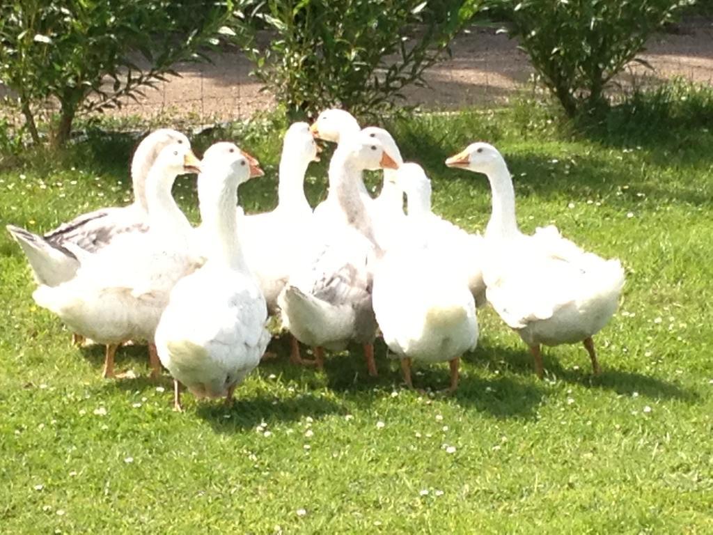 Willow Court Farm The Lodge & Petting Farm, 8 Mins From Legoland & Windsor, 15 Mins From Lapland Uk Exterior foto